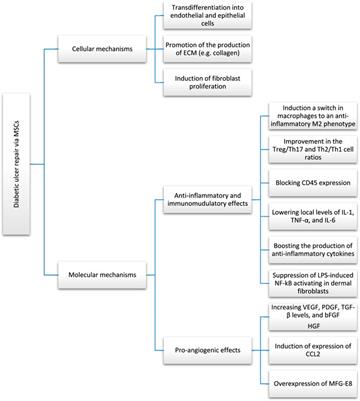 Mesenchymal stem cell therapy for non-healing diabetic foot ulcer infection: New insight